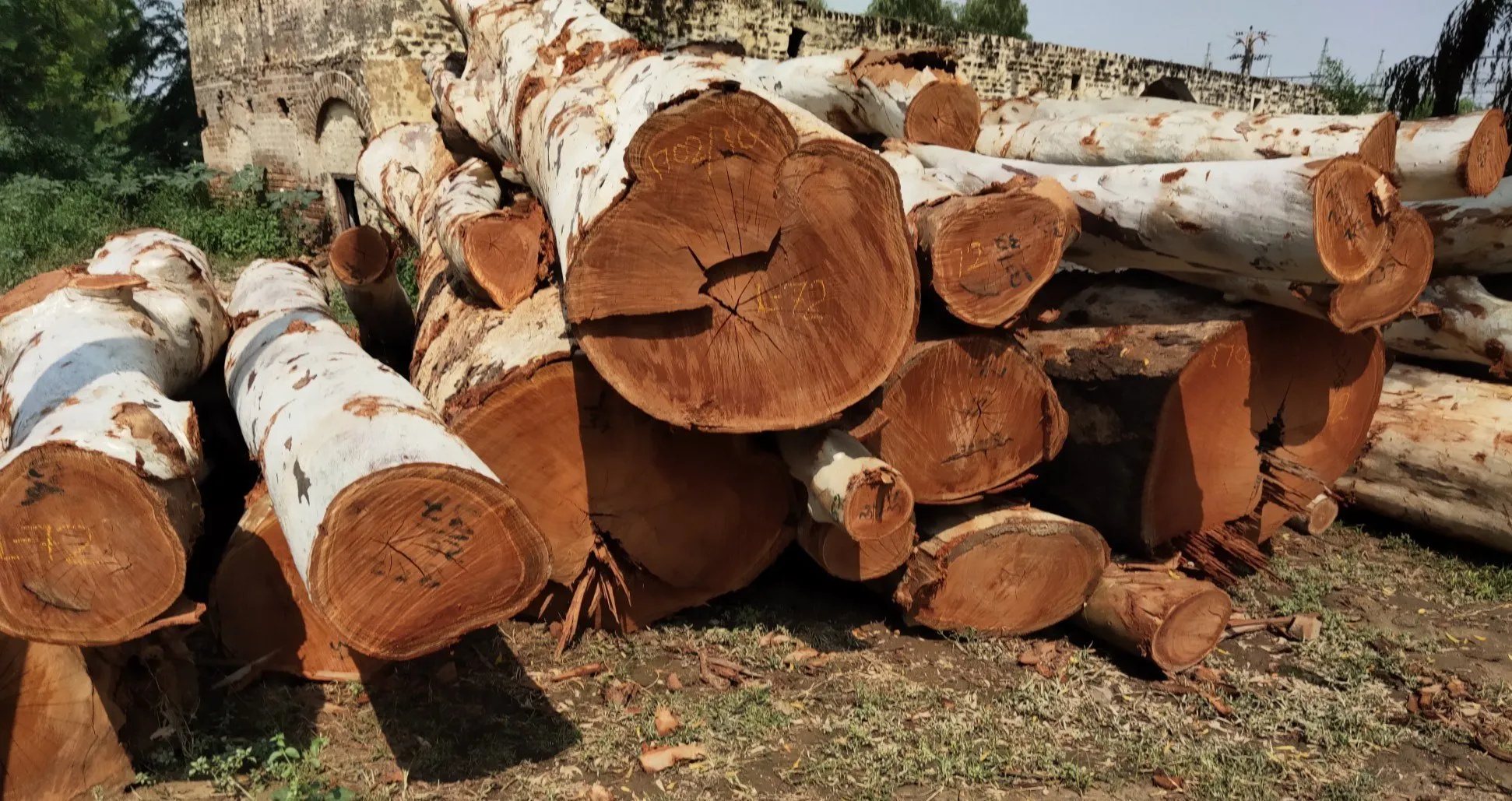 muklngu-wood-log
