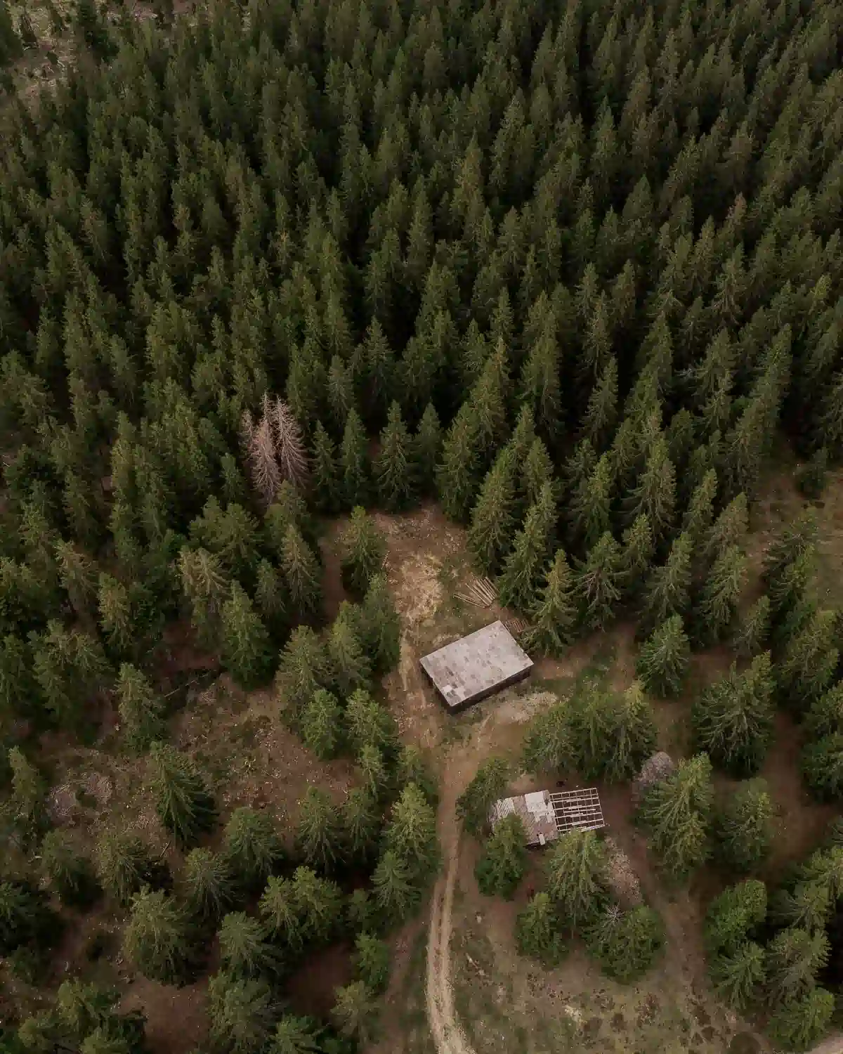 forest img