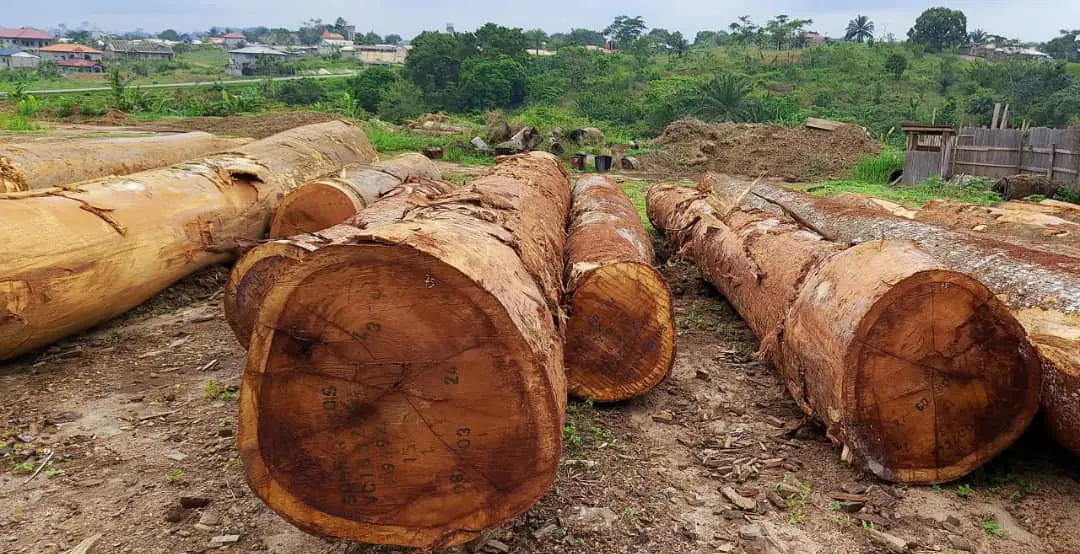 iroko